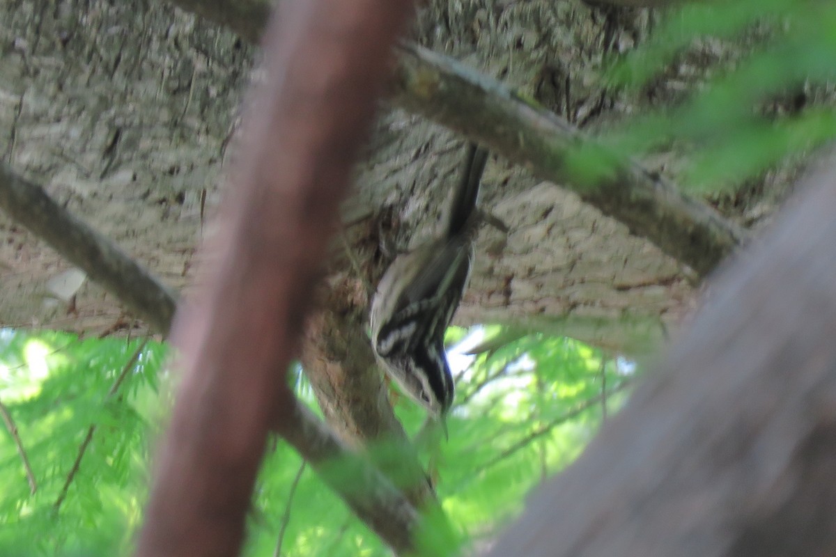Black-and-white Warbler - ML618248531