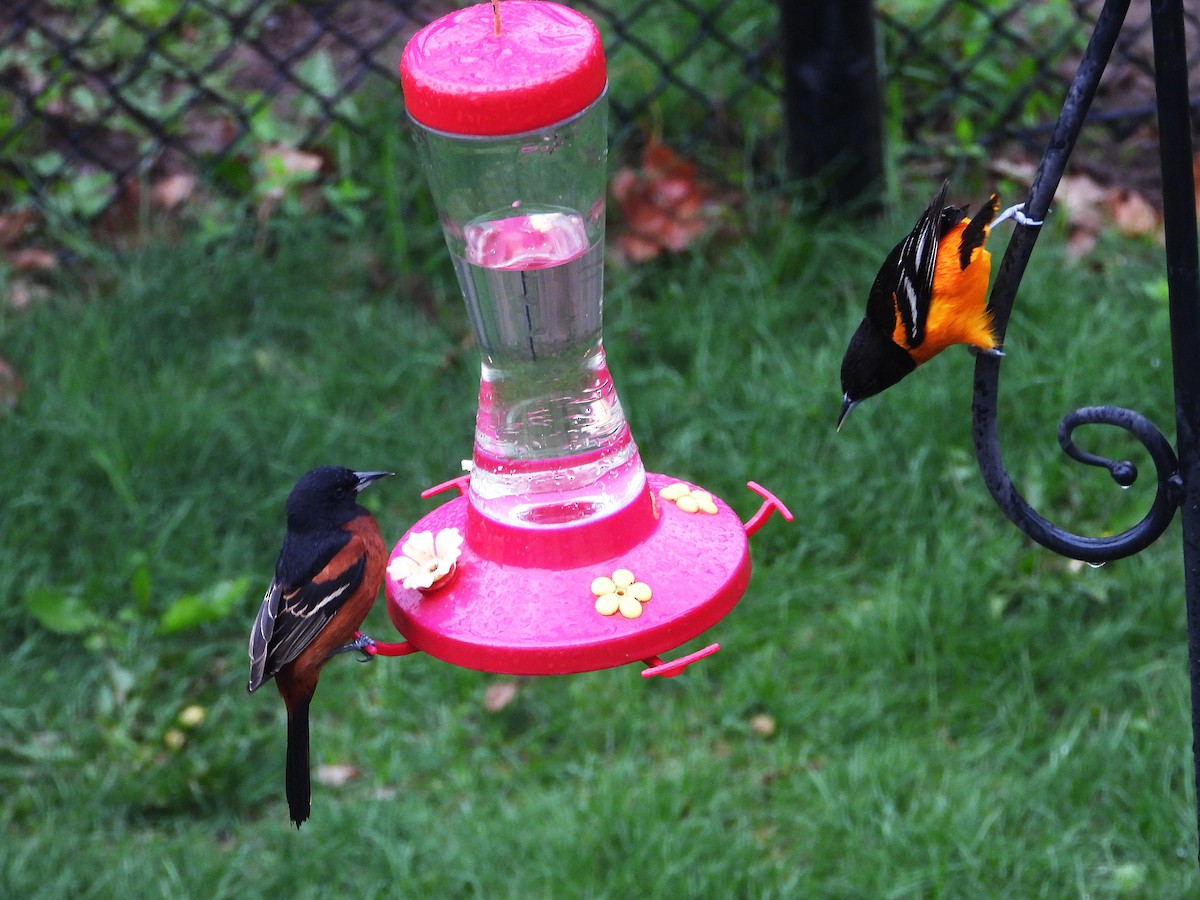Orchard Oriole - ML618248552