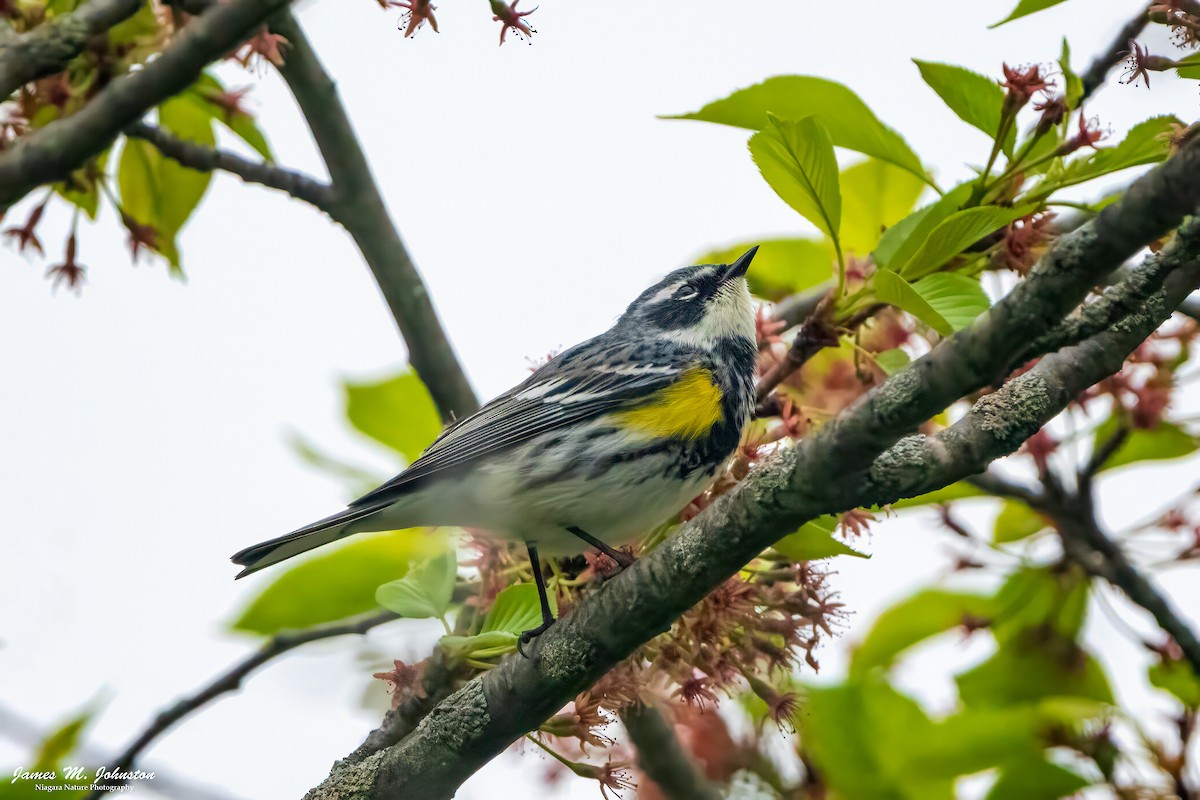 Yellow-rumped Warbler (Myrtle) - James Johnston