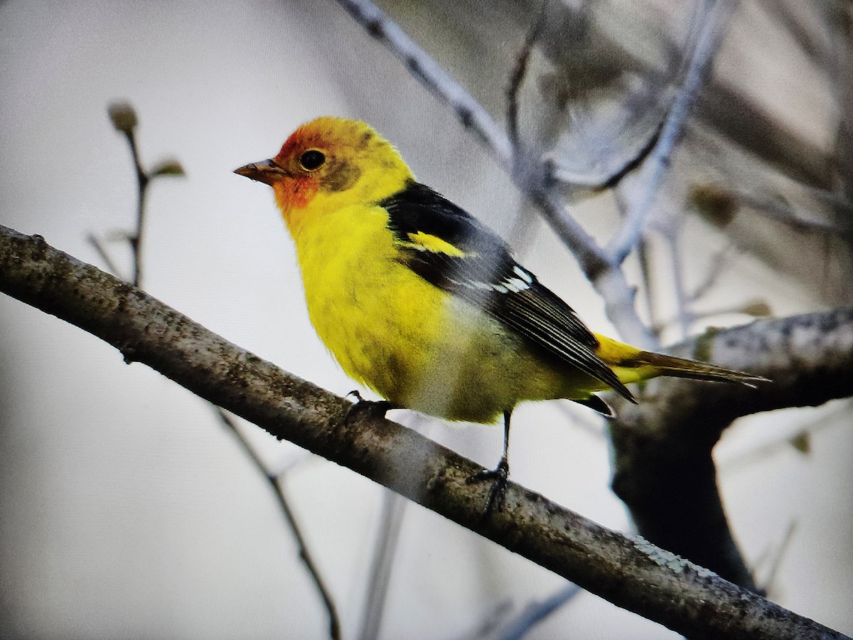 Western Tanager - ML618248589