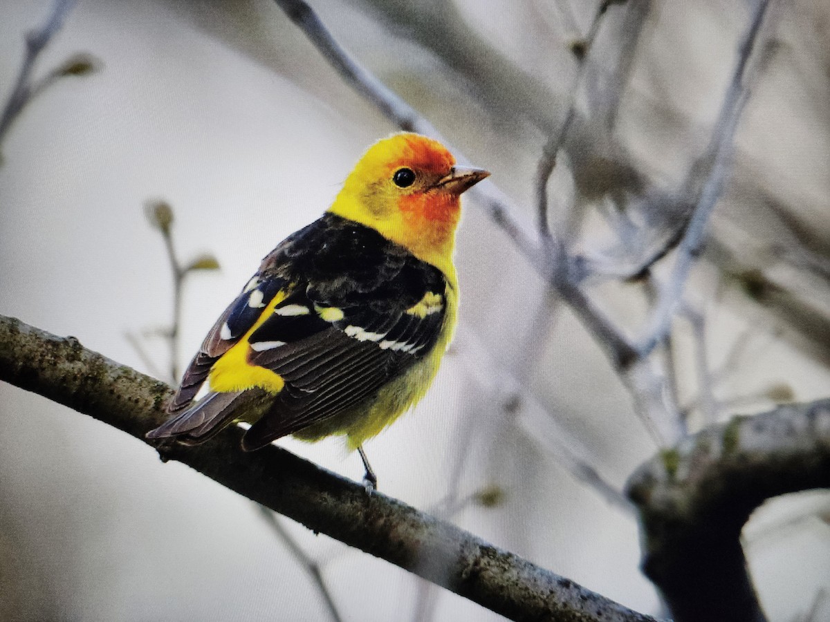 Western Tanager - ML618248590