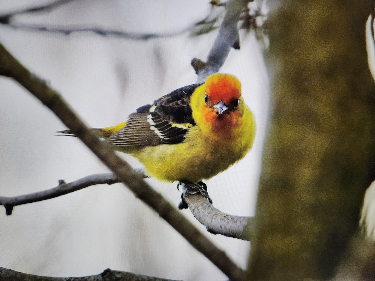 Western Tanager - ML618248591