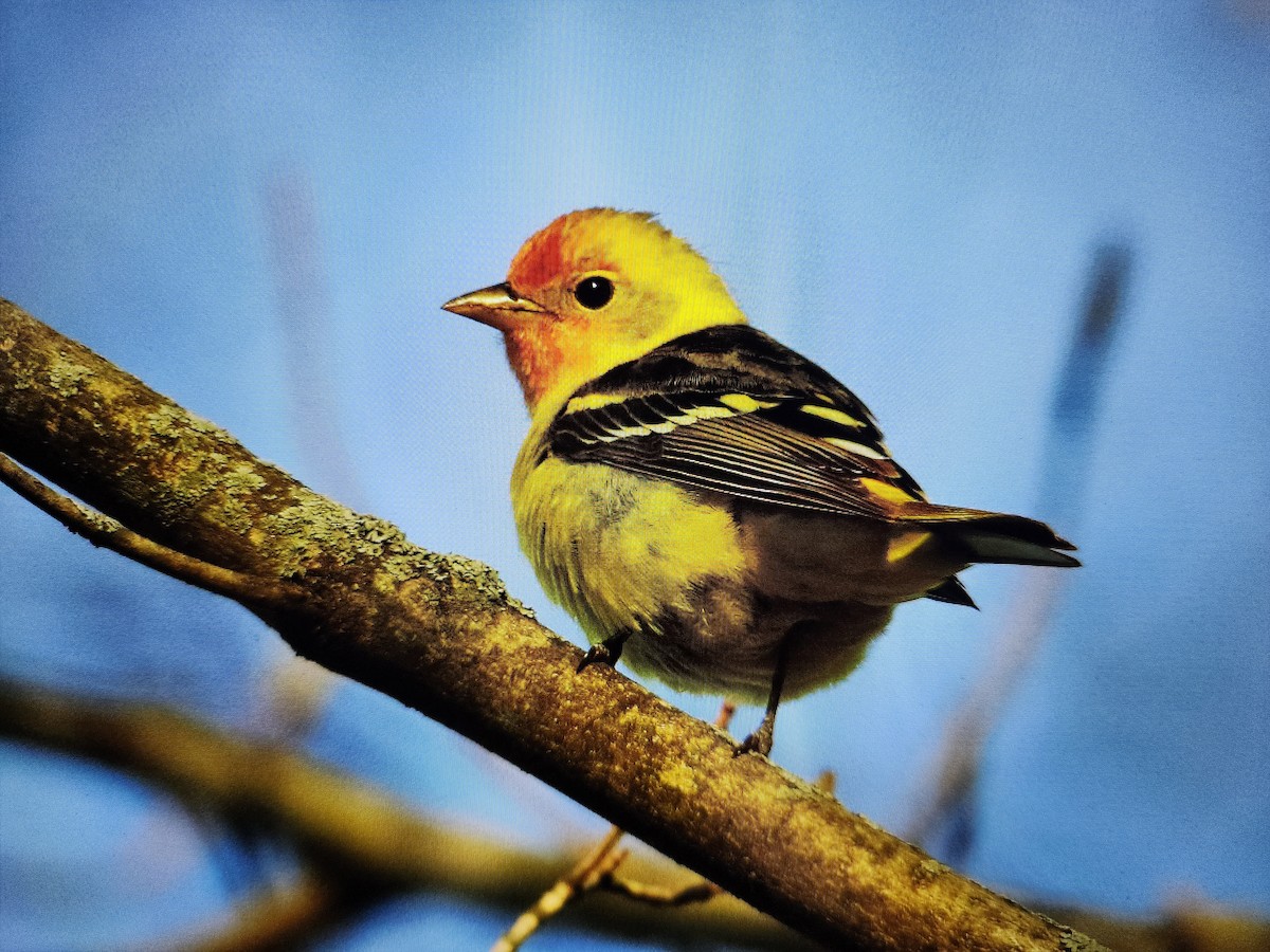 Western Tanager - ML618248592