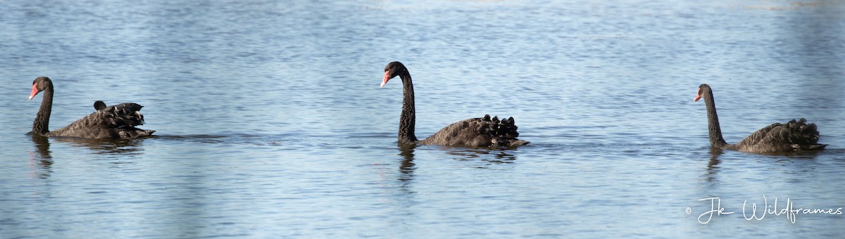 Black Swan - JK Malkoha