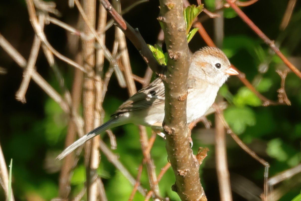 Field Sparrow - ML618248602