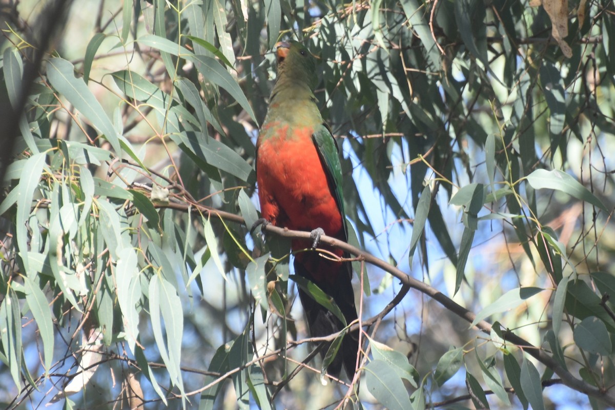 Avustralya Kral Papağanı - ML618248611