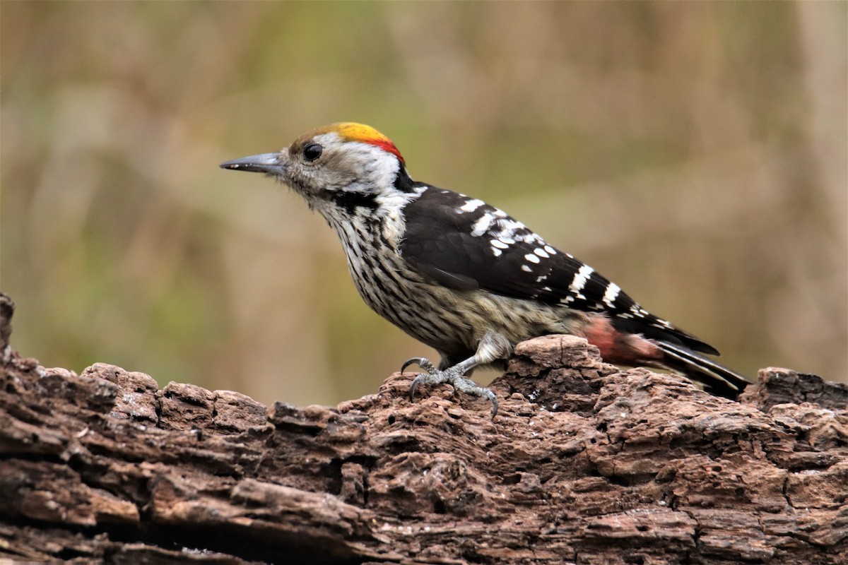 Brown-fronted Woodpecker - pankaj kapoor