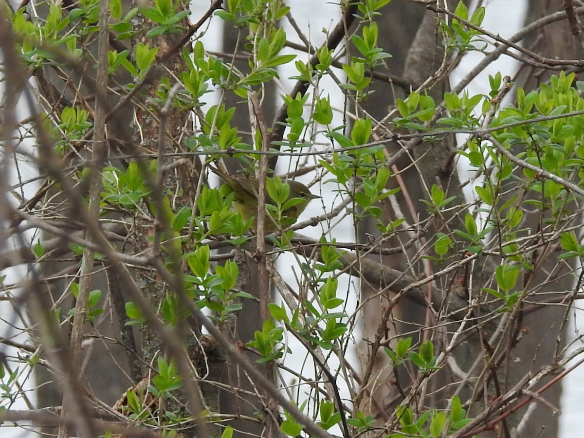 Orange-crowned Warbler - ML618248689
