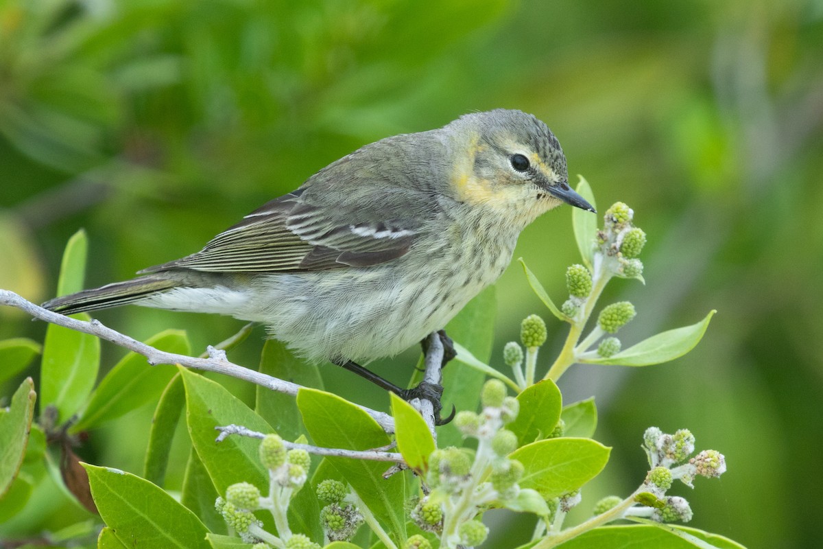 Cape May Warbler - ML618248696