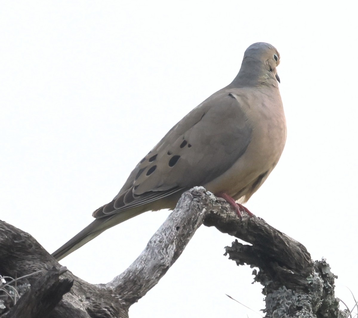 Mourning Dove - Scott Magee
