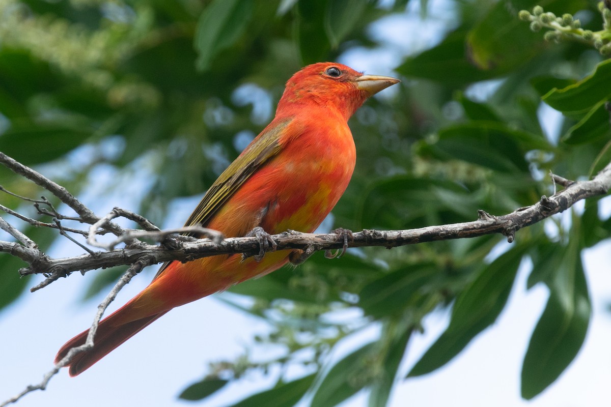 Summer Tanager - Mitch Walters