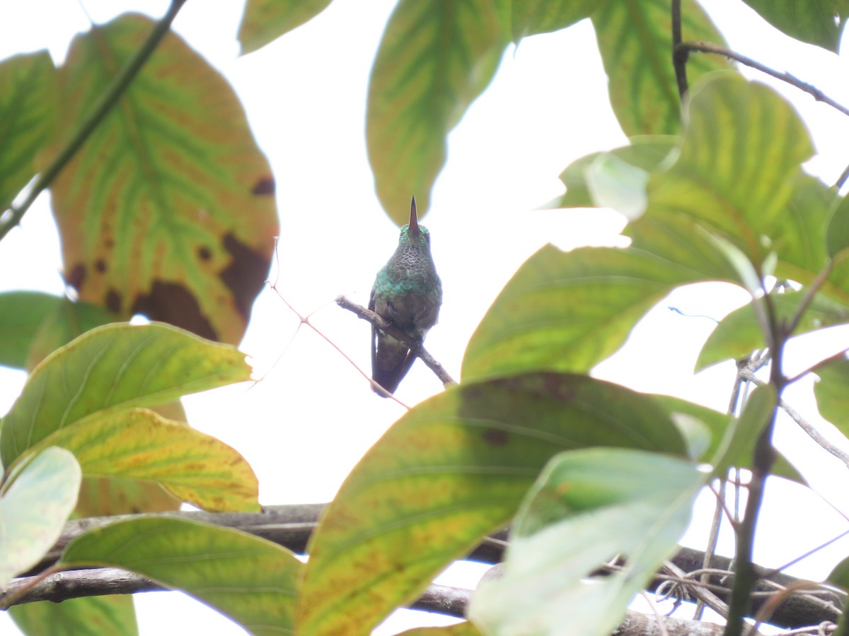 Green-bellied Hummingbird - ML618248729