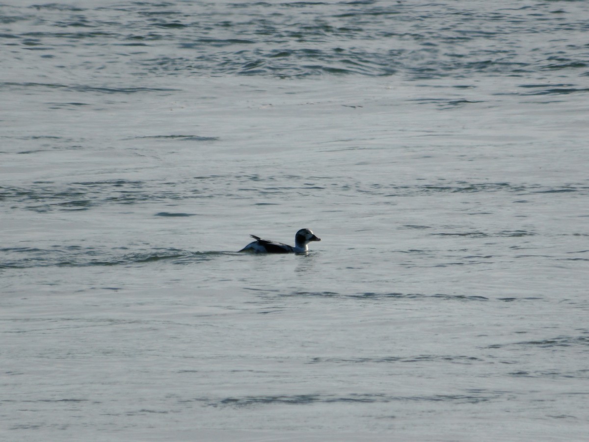 Long-tailed Duck - Kristos Said Kendall