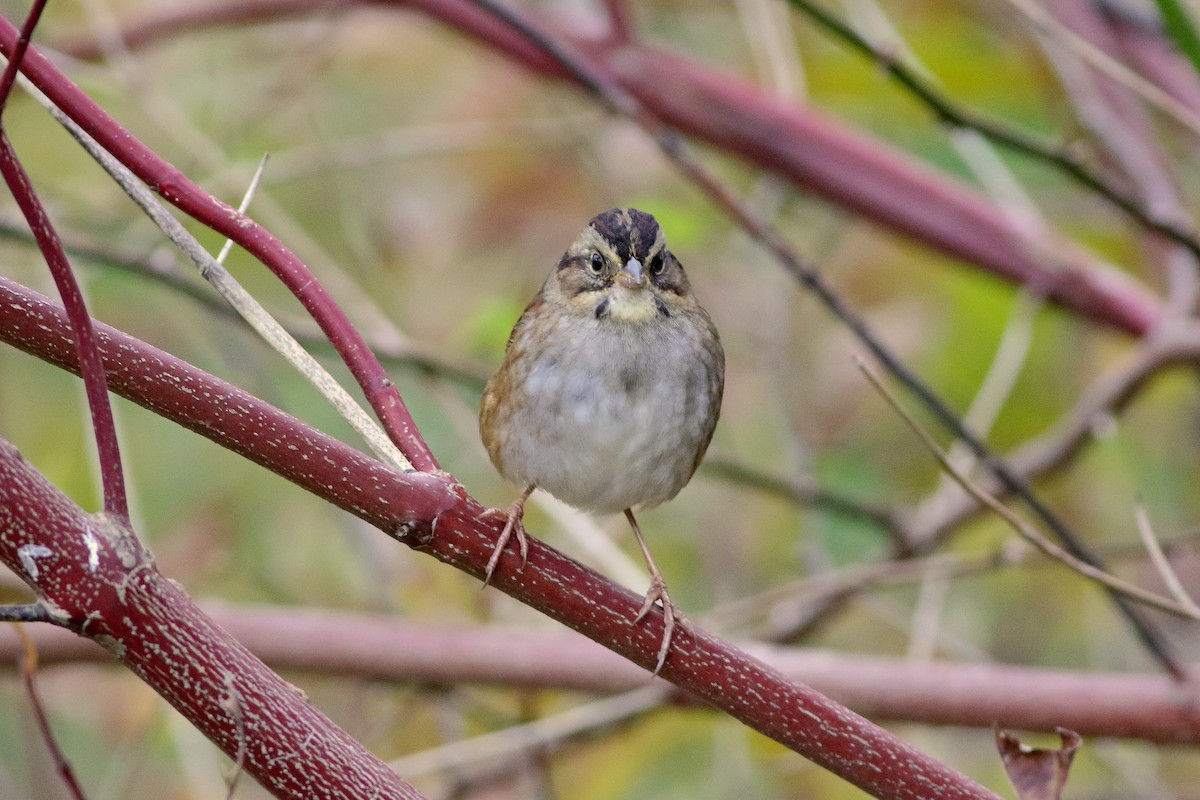 Swamp Sparrow - ML618248786
