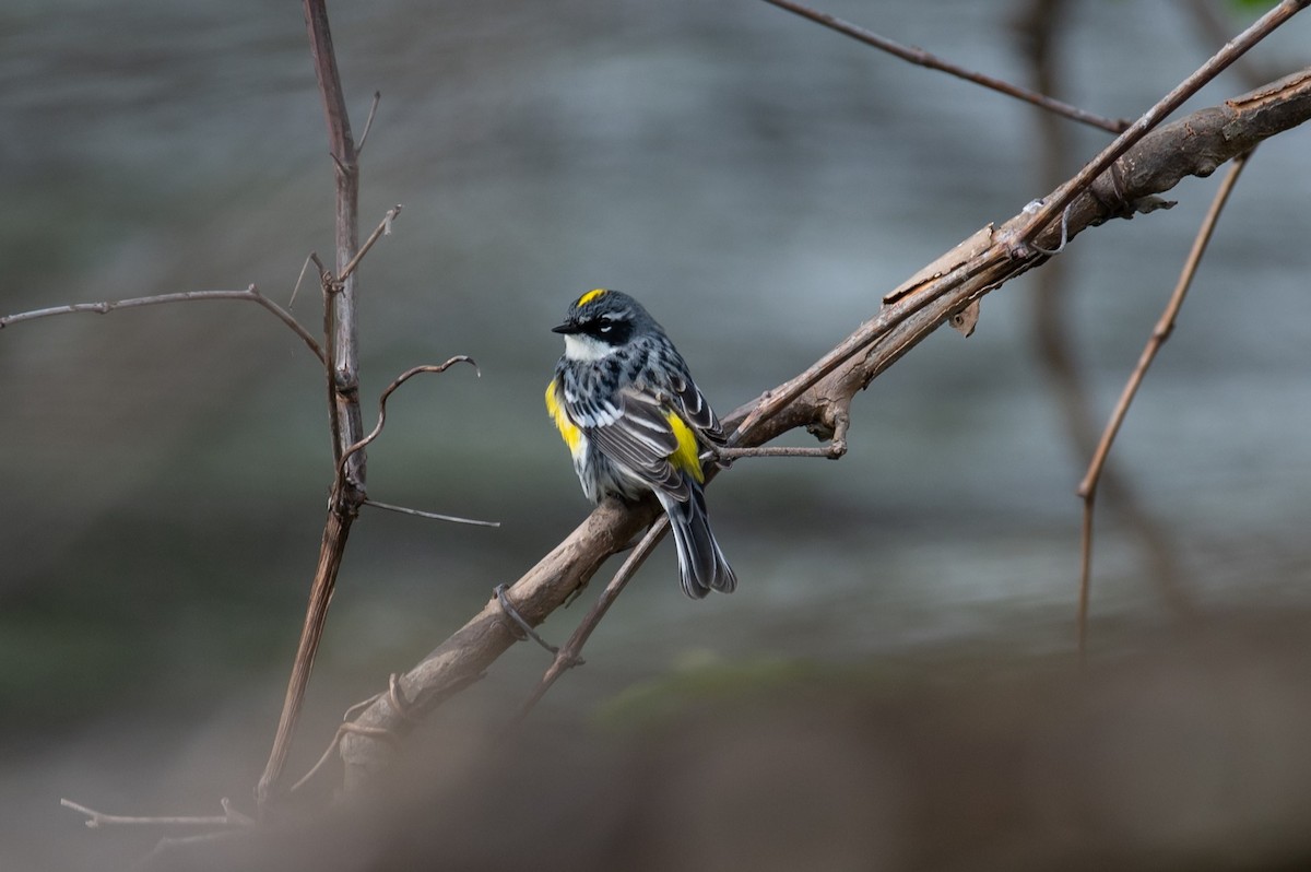 Yellow-rumped Warbler (Myrtle) - William Pixler