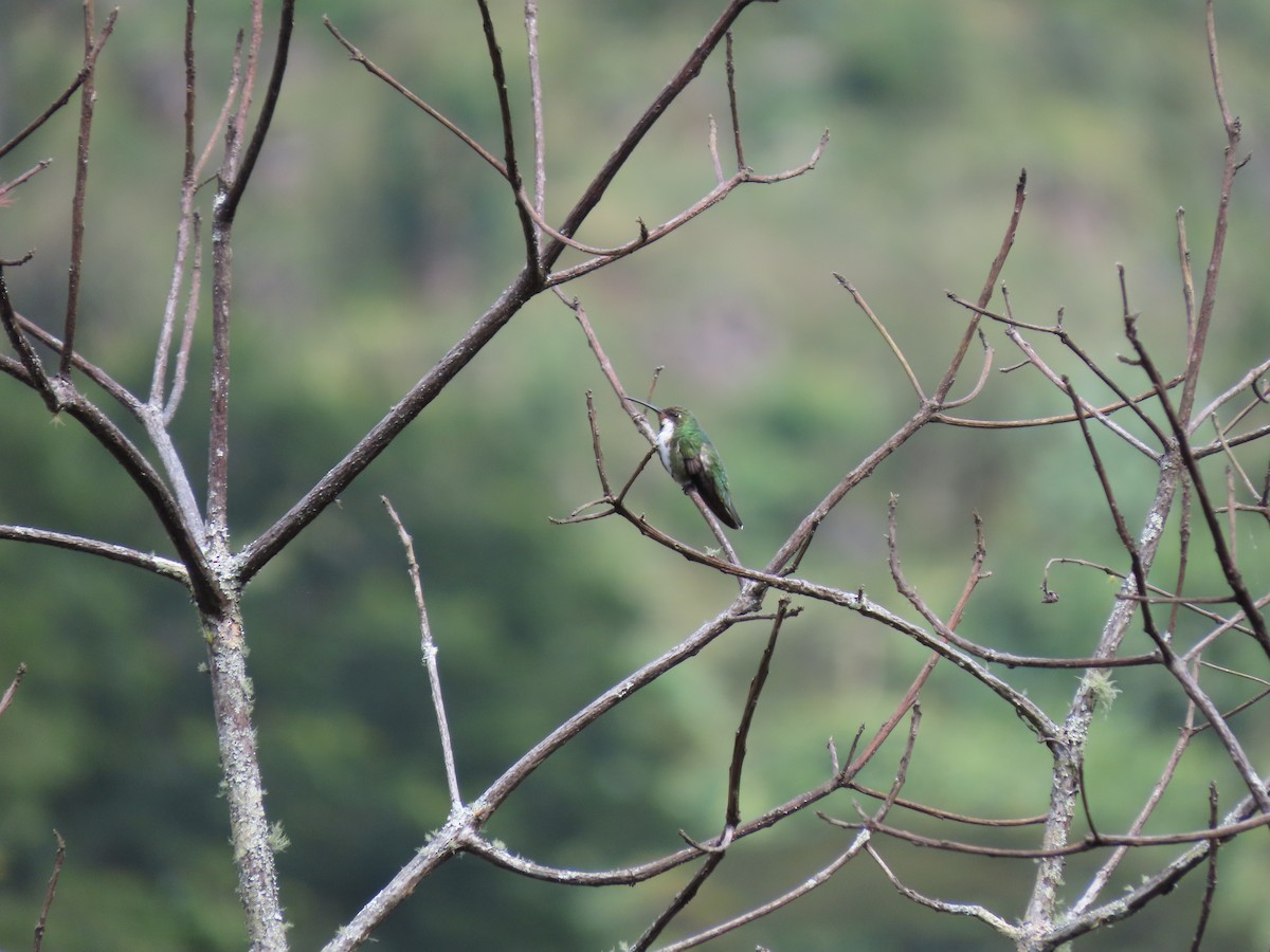 kolibřík tropický - ML618248790