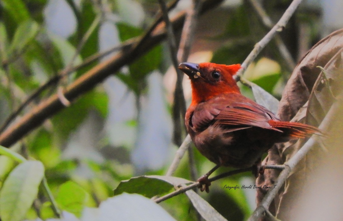 Crested Ant-Tanager - ML618248829