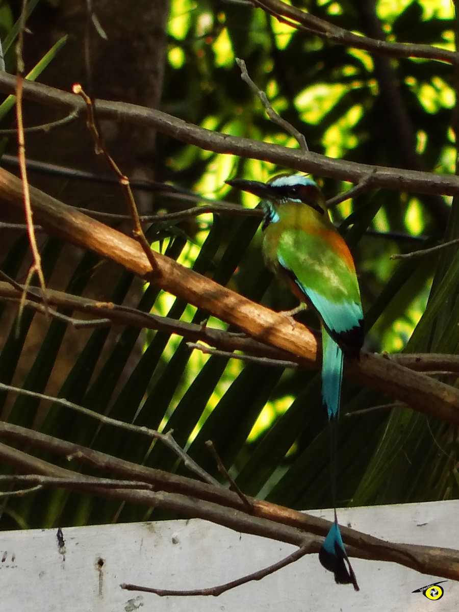 Turquoise-browed Motmot - Christophe Lecocq