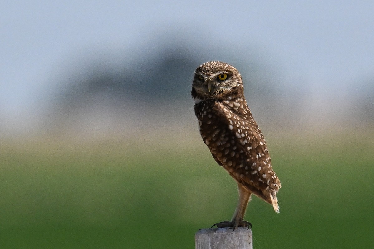 Burrowing Owl - Maryse Neukomm