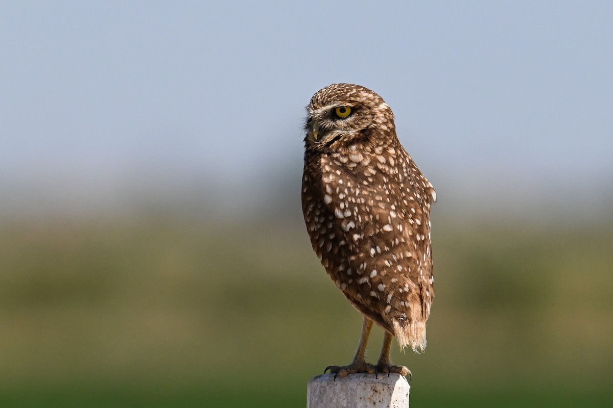 Burrowing Owl - ML618248869