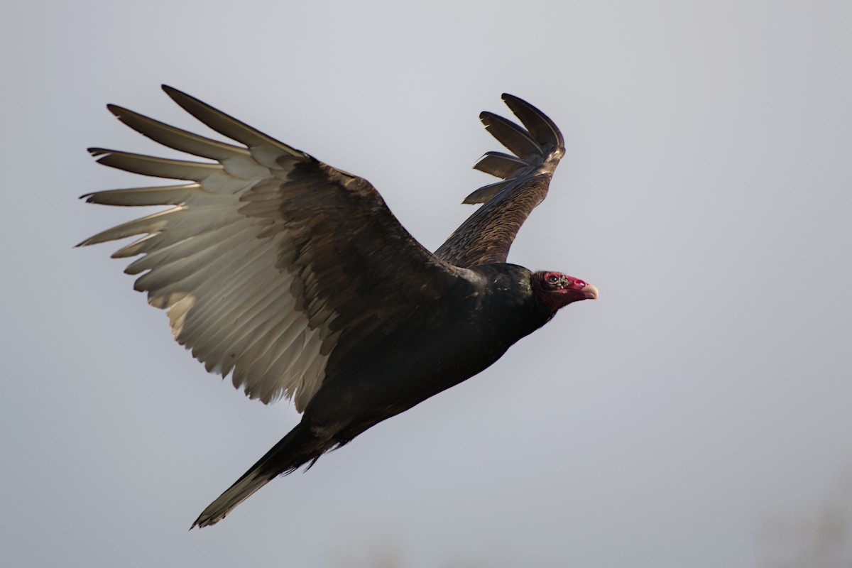 Turkey Vulture - Meaghan Richard