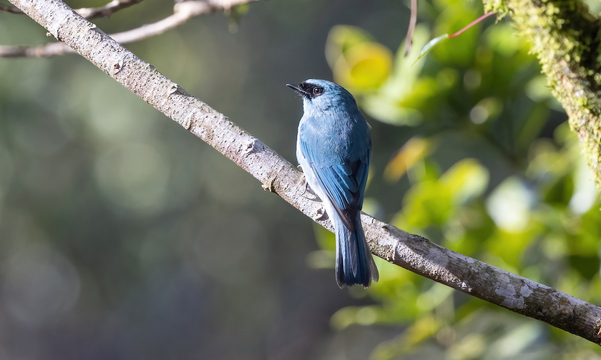 Turquoise Flycatcher - Paul Fenwick