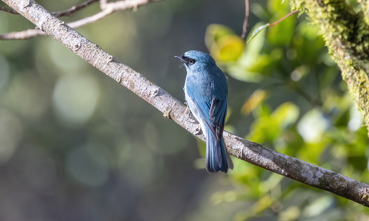 Turquoise Flycatcher - Paul Fenwick