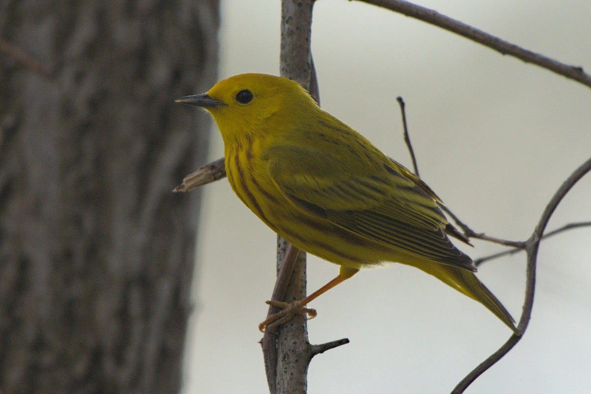 Yellow Warbler - Meaghan Richard
