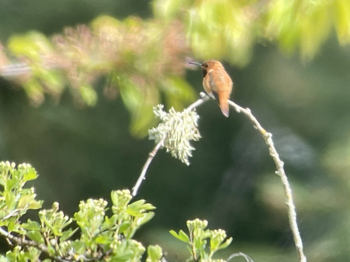 Rufous Hummingbird - ML618248937