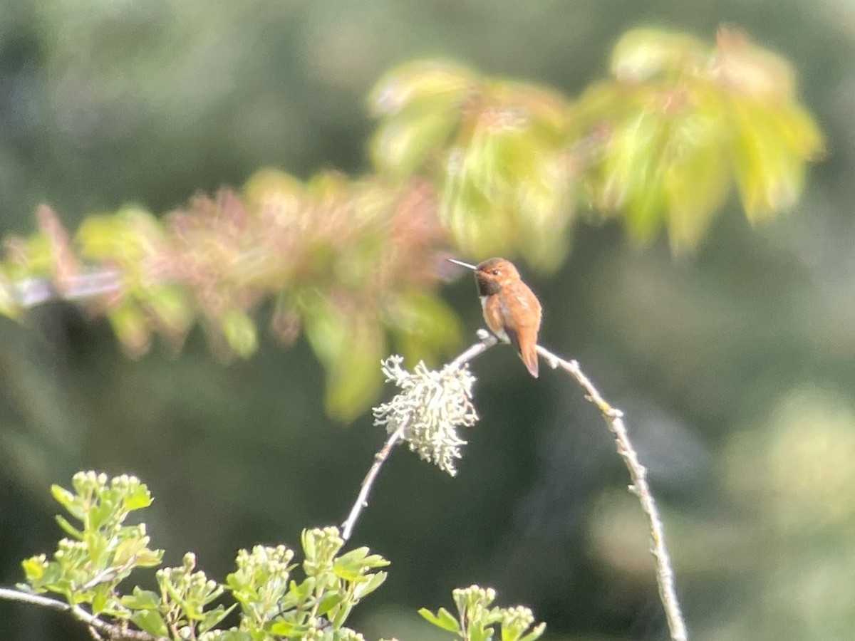 Rufous Hummingbird - Craig R Miller