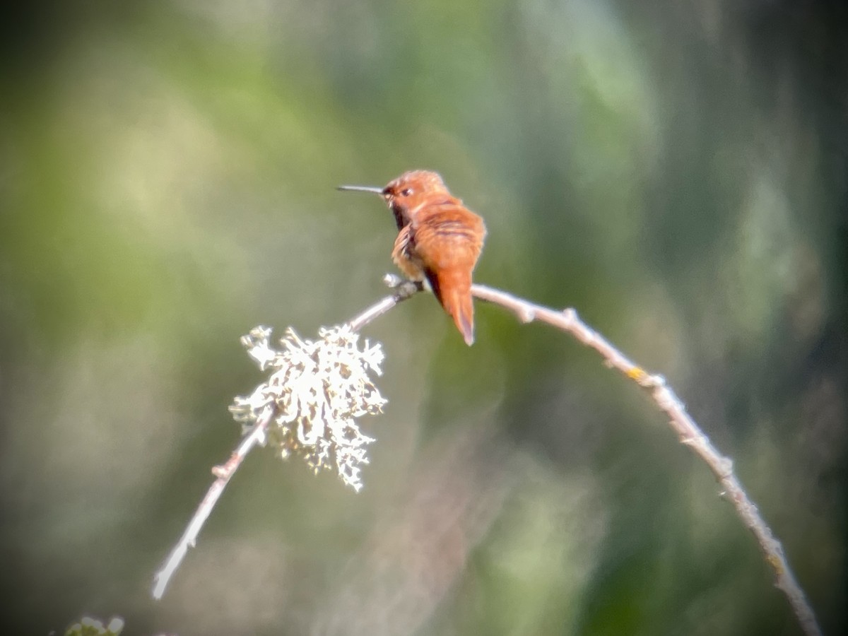 Rufous Hummingbird - ML618248939