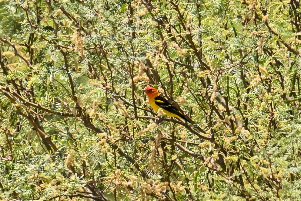 Western Tanager - ML618248964