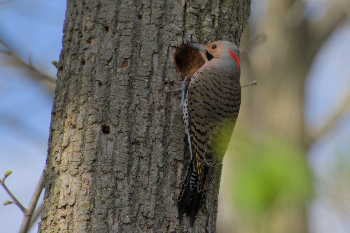 Northern Flicker - Meaghan Richard