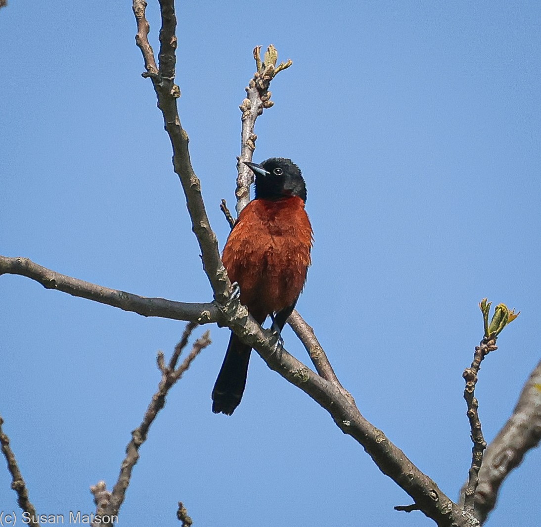 Orchard Oriole - ML618248985