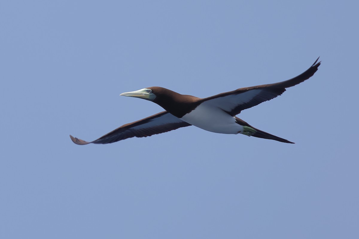 Brown Booby - ML618249012