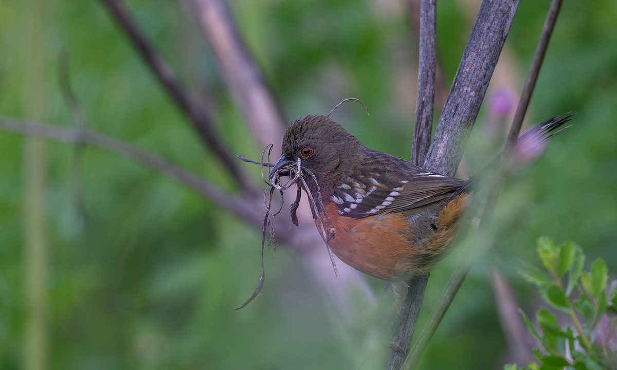 Spotted Towhee - ML618249032