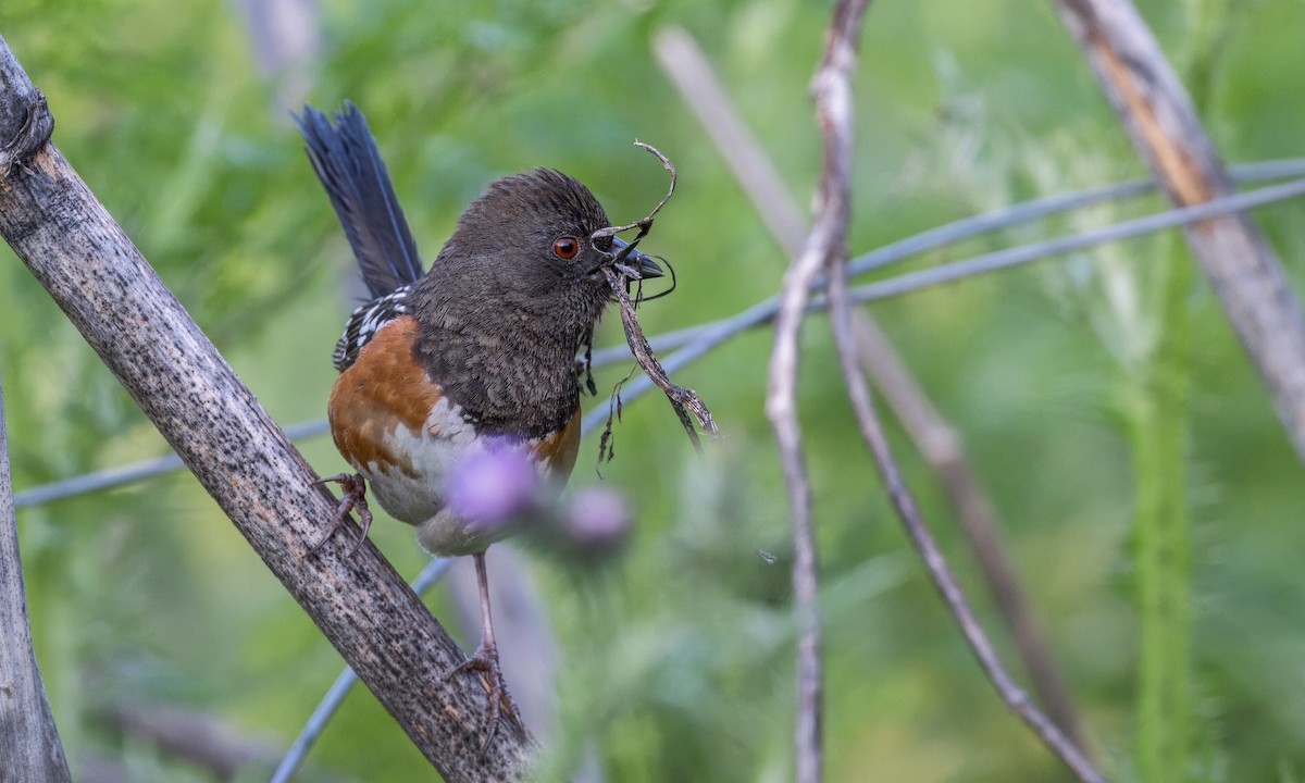 Spotted Towhee - ML618249033