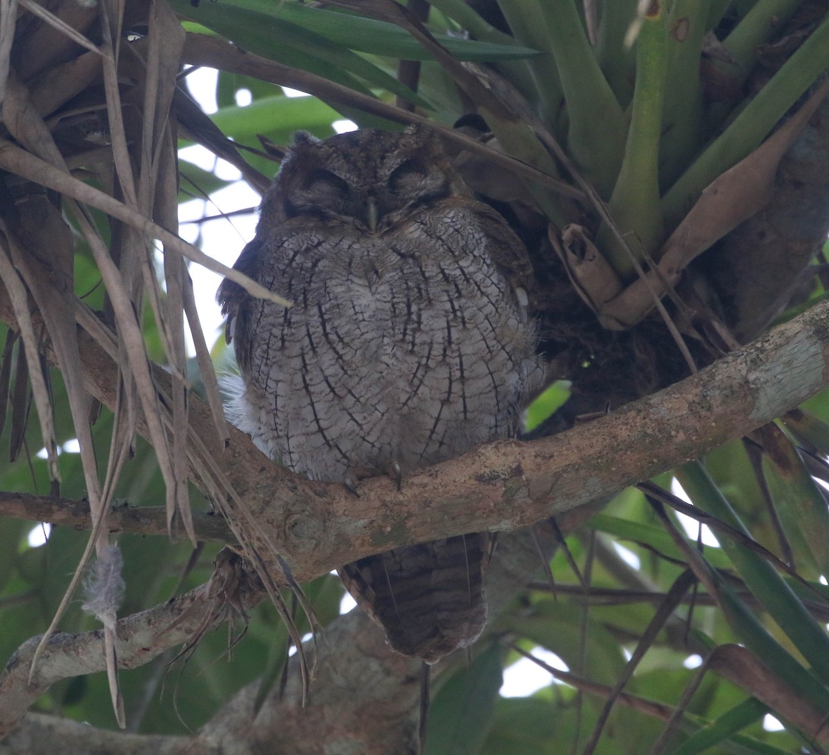 Tropical Screech-Owl - ML618249080
