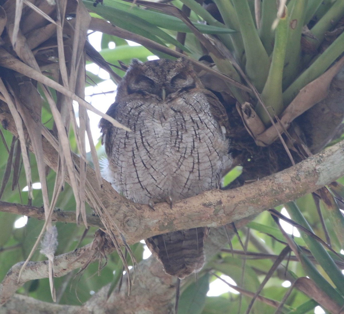 Tropical Screech-Owl - ML618249081