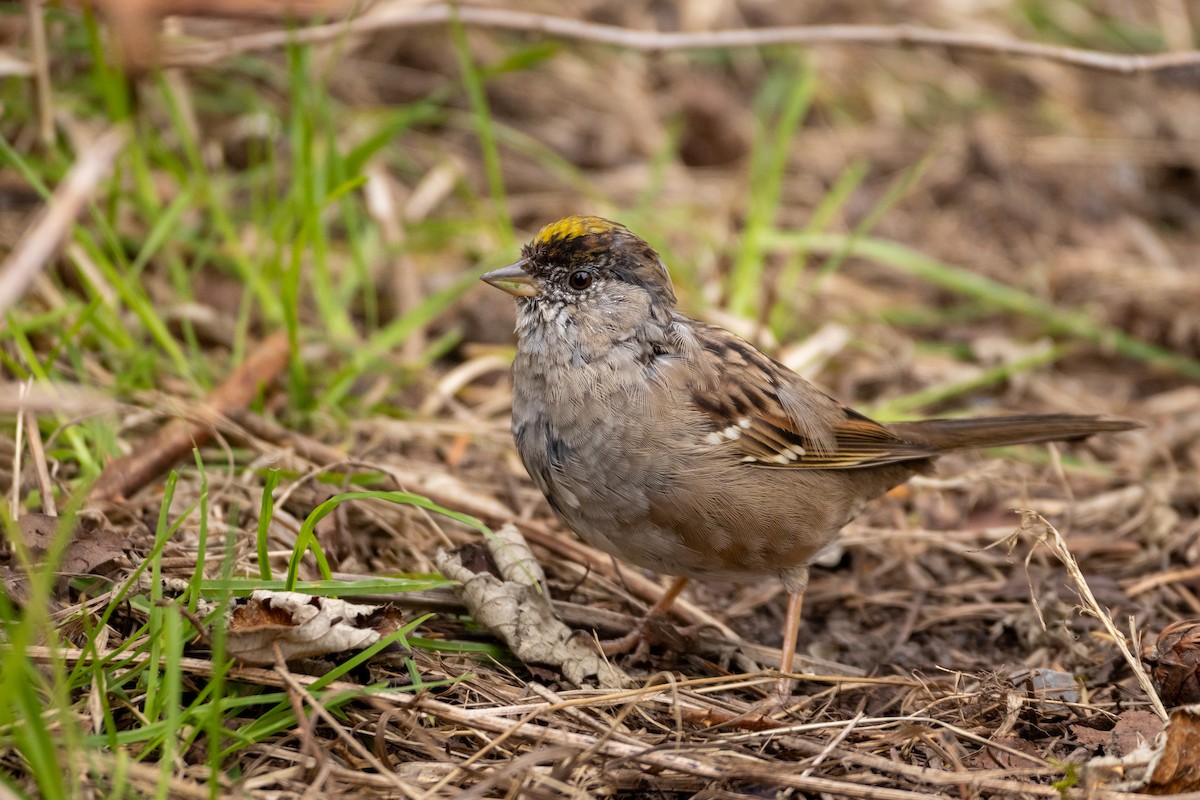 Golden-crowned Sparrow - ML618249084
