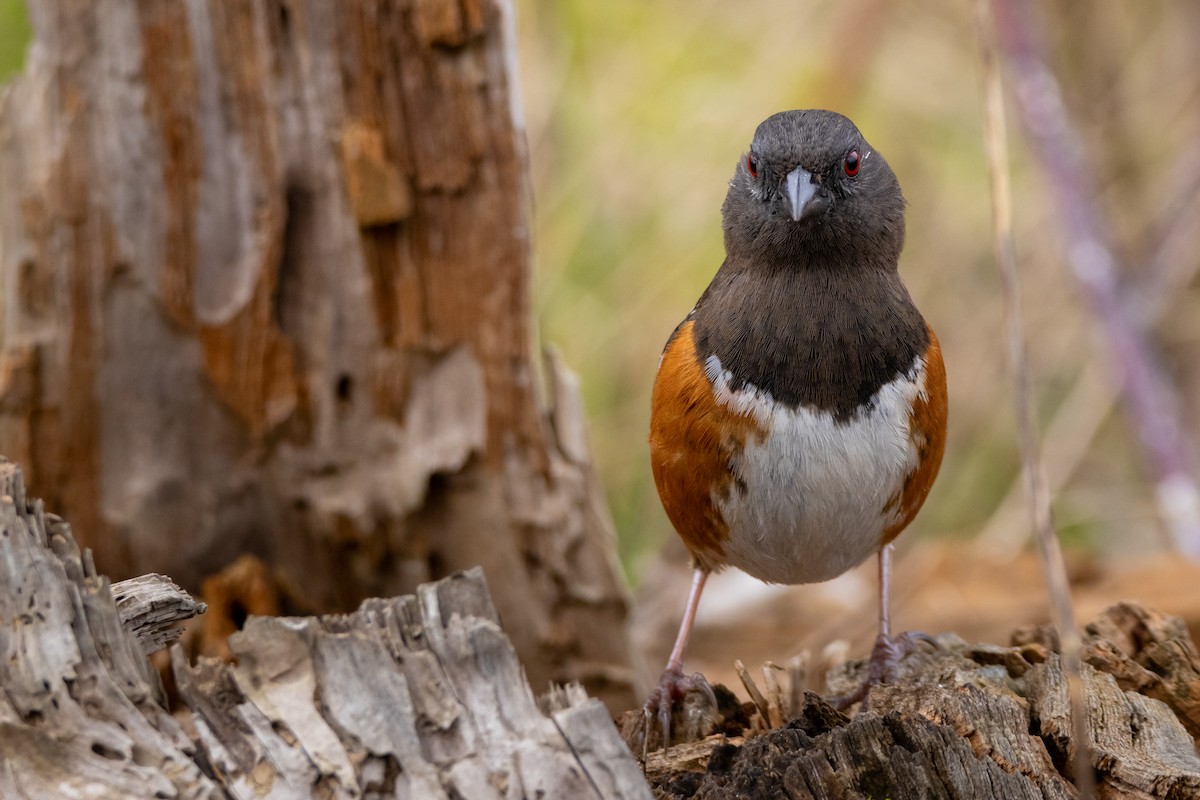 Spotted Towhee - ML618249089