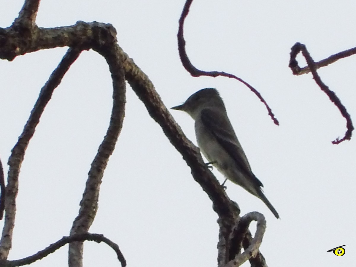 Eastern Wood-Pewee - Christophe Lecocq