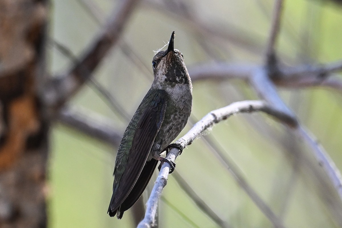 Anna's Hummingbird - ML618249173