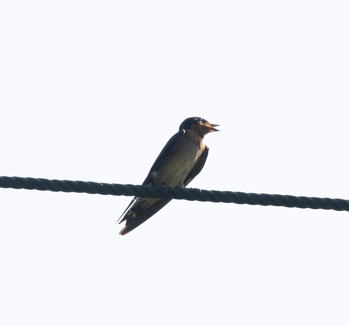 Pacific Swallow - Matthew Teng