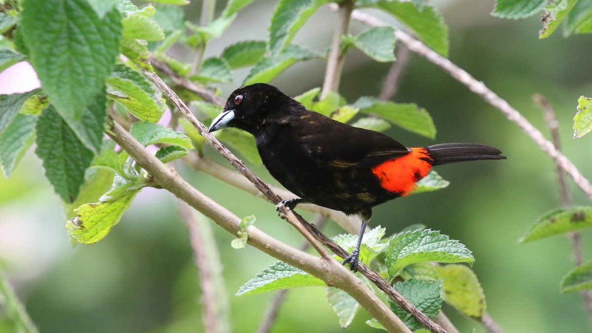 Scarlet-rumped Tanager - ML618249234