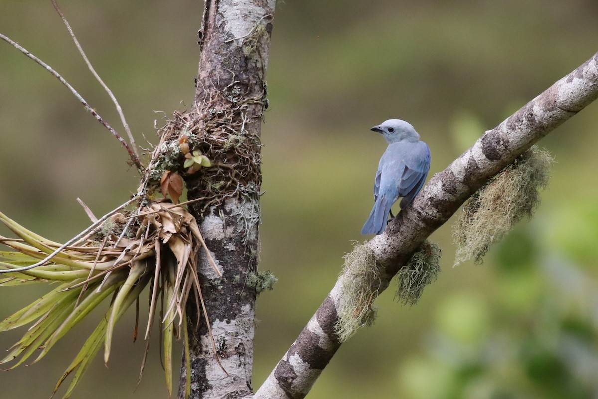 Blue-gray Tanager - ML618249252