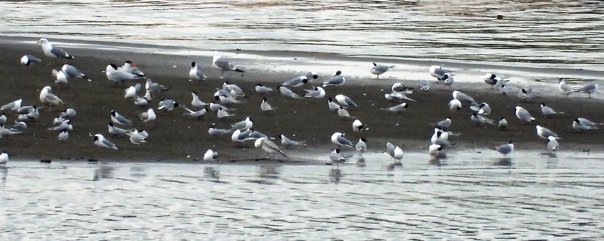 Common Tern - Jock McCracken