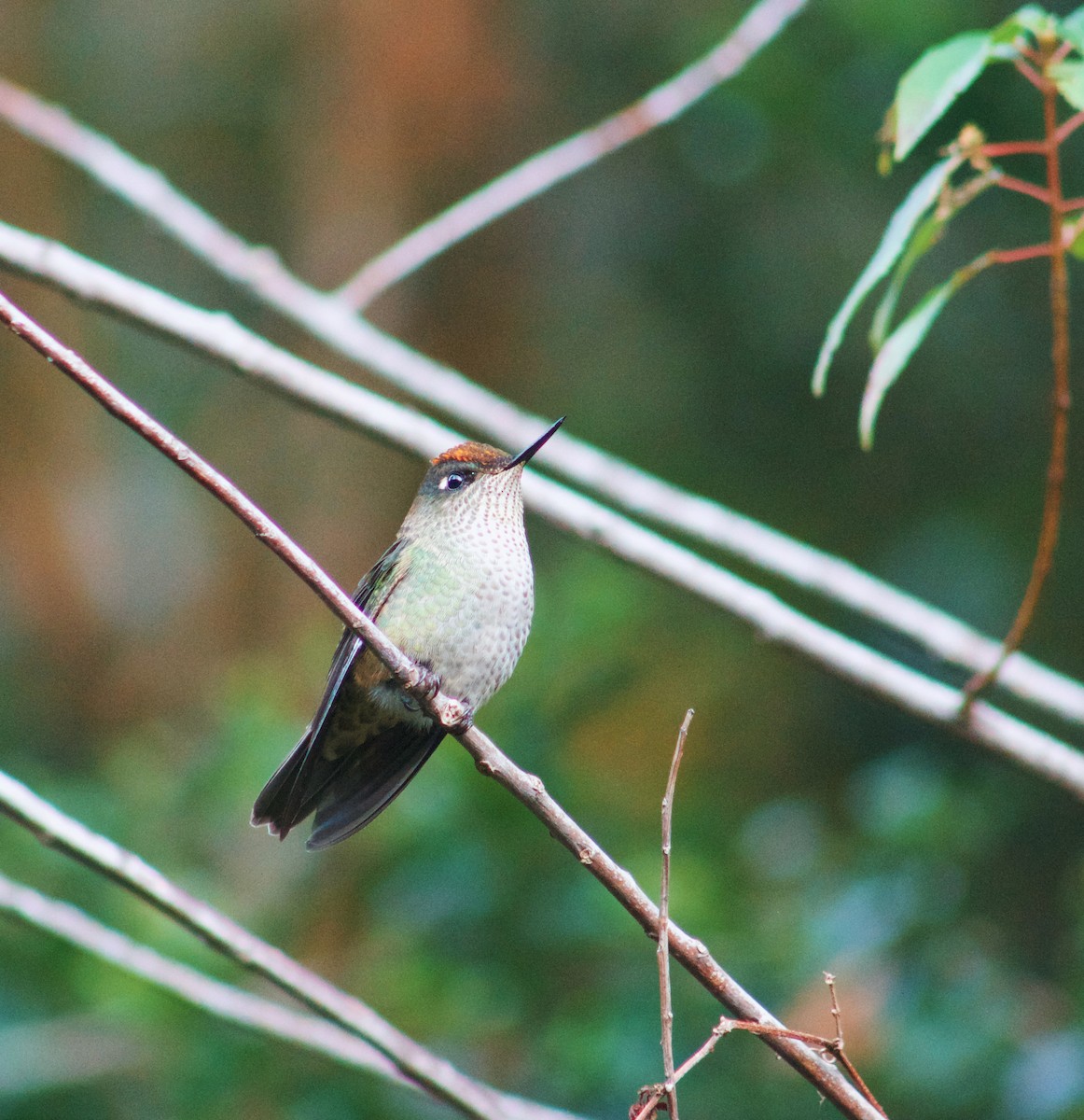 Green-backed Firecrown - ML618249359