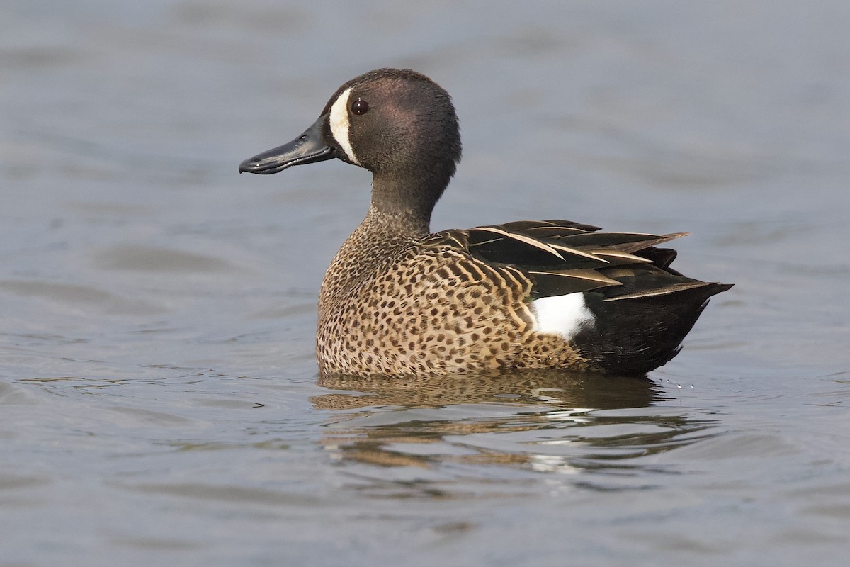 Blue-winged Teal - ML618249368