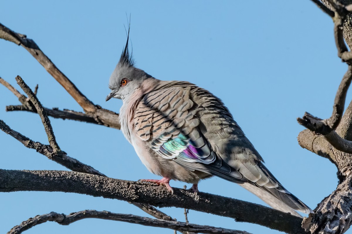 Crested Pigeon - ML618249387